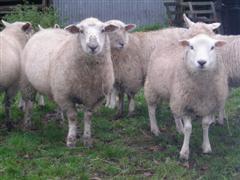 lamb